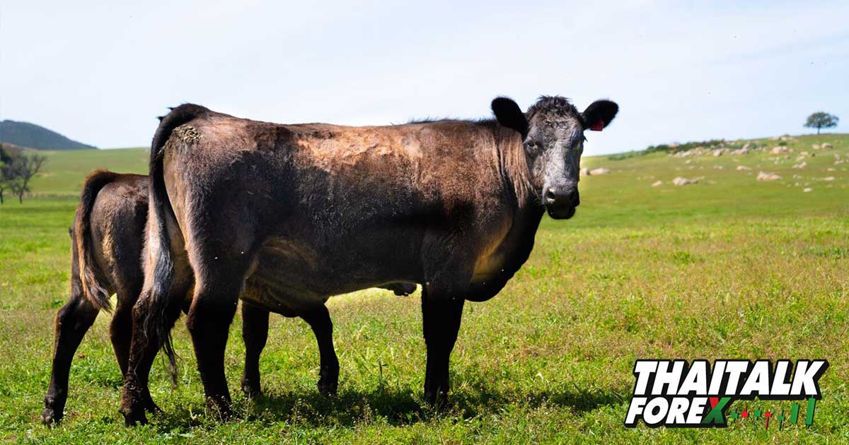 บราซิลระงับส่งออกเนื้อวัวไปจีนชั่วคราว หลังพบผู้ป่วยโรควัวบ้า